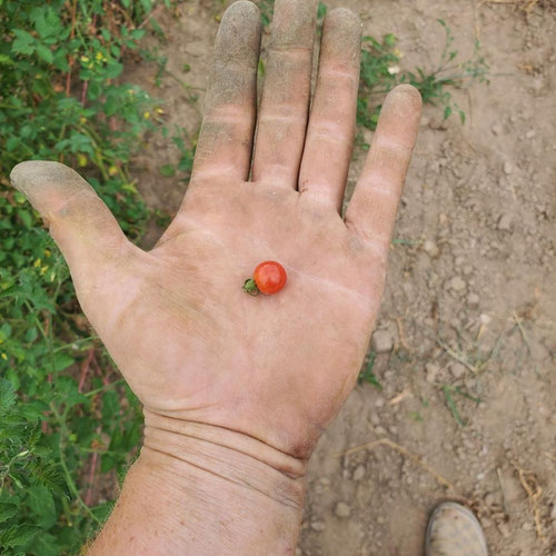 spoon tomatoes from 4G Farms — Huntsville Food Hub