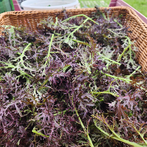 Scarlett Frill mustard-6oz from 4G Farms — Huntsville Food Hub