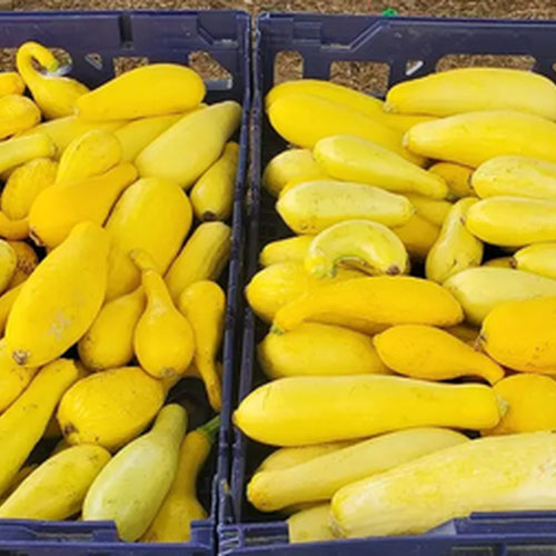 Yellow squash from 4G Farms — Huntsville Food Hub