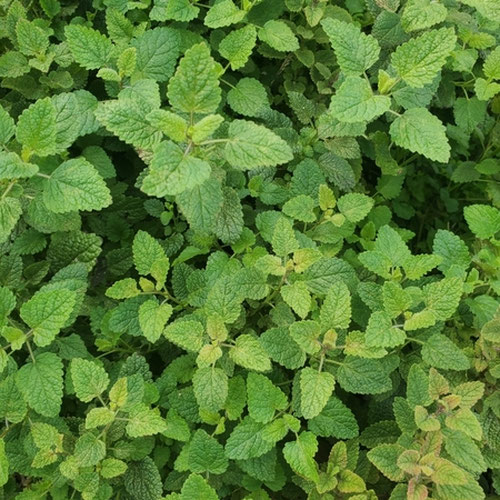 Lemon Balm-1oz