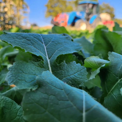 Turnip greens from 4G Farms — Huntsville Food Hub