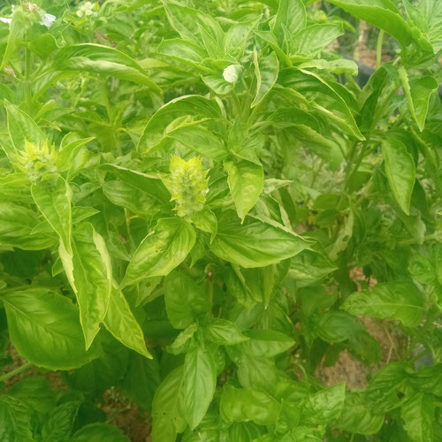 Bulk Fresh Pesto Pack from 4G Farms — Huntsville Food Hub