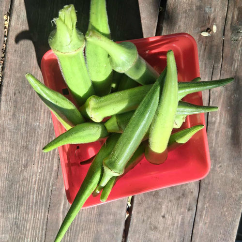 Okra- 1pint from 4G Farms — Huntsville Food Hub