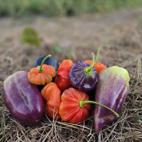 Halloween pepper mix from 4G Farms — Huntsville Food Hub
