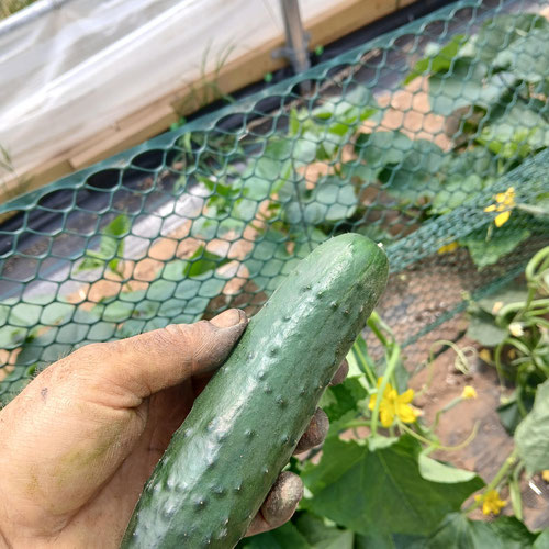 Cucumber from 4G Farms — Huntsville Food Hub