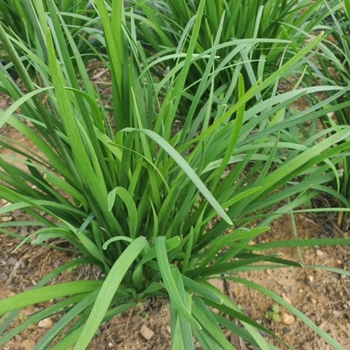 Chives-1oz