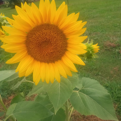 Sunflower bunch from 4G Farms — Huntsville Food Hub