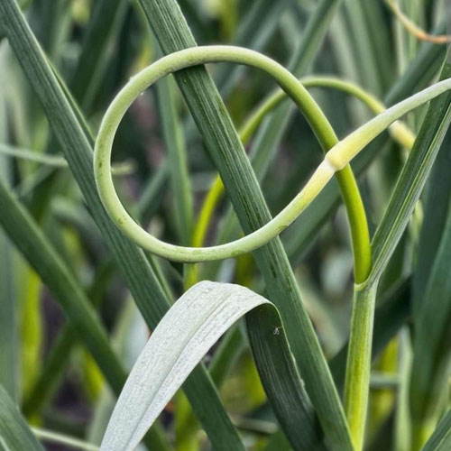 Garlic scapes from 4G Farms — Huntsville Food Hub