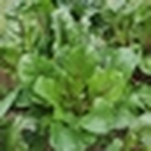 Swiss Chard from 4G Farms — Huntsville Food Hub