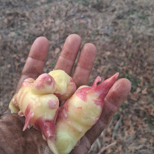 Fresh ginger