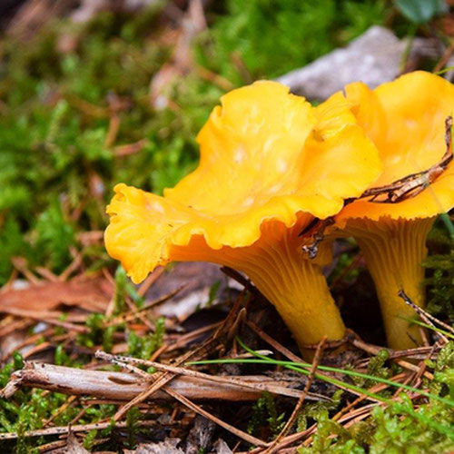 Fresh wild chantrelles from 4G Farms — Huntsville Food Hub