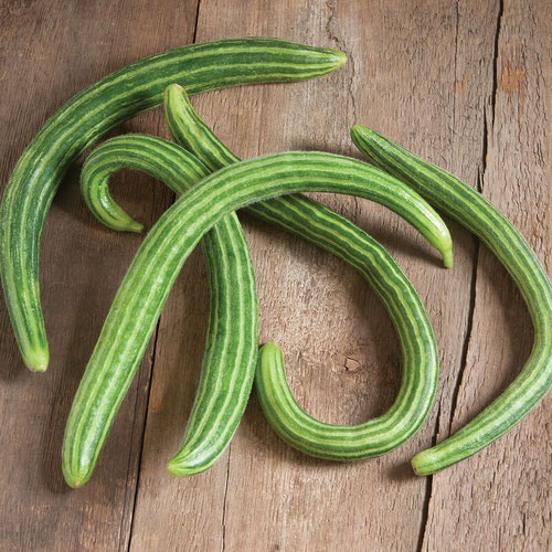 Armenian cucumber from 4G Farms — Huntsville Food Hub