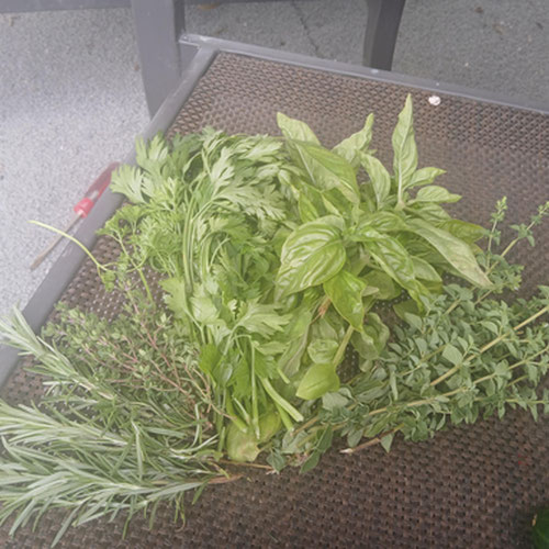 Italian Herb Bundle from 4G Farms — Huntsville Food Hub