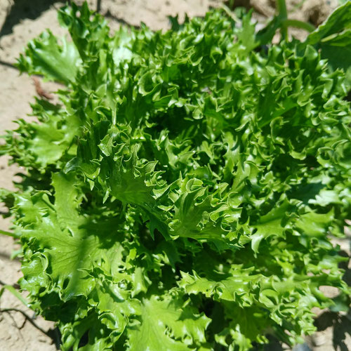Head lettuce from 4G Farms — Huntsville Food Hub