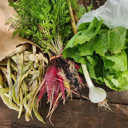 Farmer's select surprise bag from 4G Farms — Huntsville Food Hub