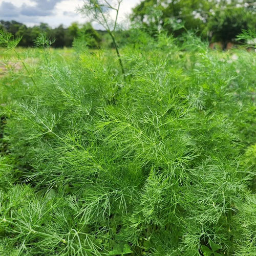 Dill-1oz