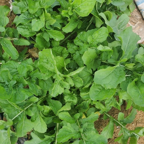 Arugula