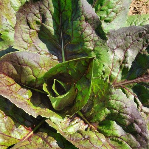 Greens-6oz Bitter Italian