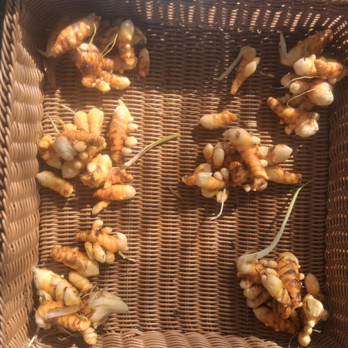 Fresh Turmeric root from 4G Farms — Huntsville Food Hub