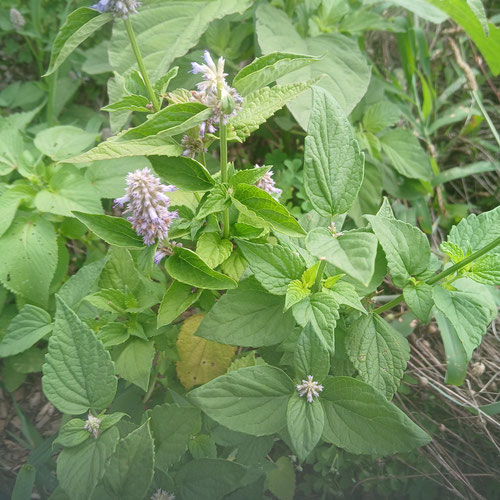 Anise hyssop from 4G Farms — Huntsville Food Hub