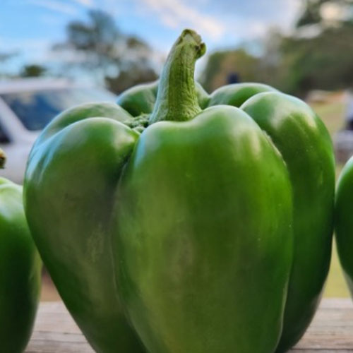 Green bell pepper from 4G Farms — Huntsville Food Hub