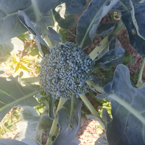 Mini broccoli from 4G Farms — Huntsville Food Hub