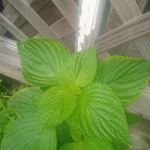 Shiso-1oz