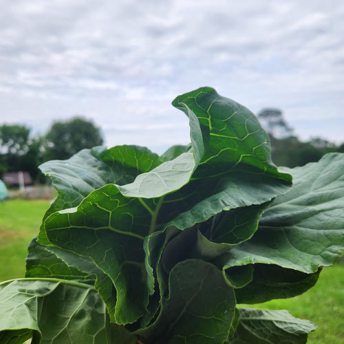 Collards