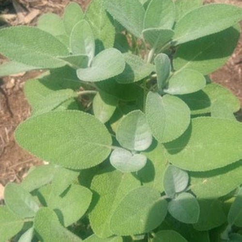 Sage-1oz