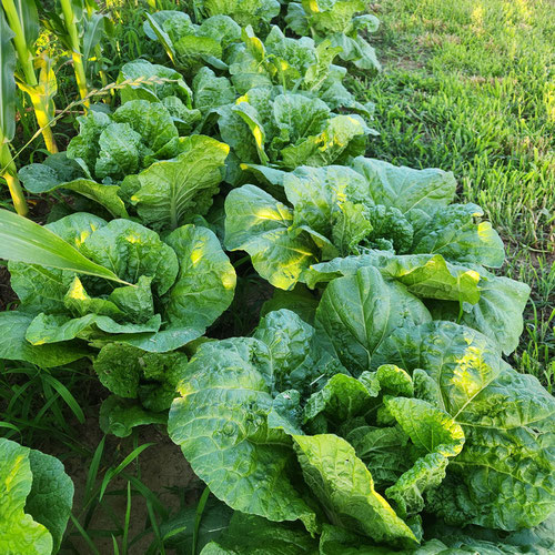 Chinese cabbage from 4G Farms — Huntsville Food Hub