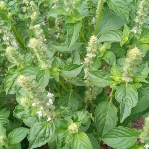 Lemon Basil-1oz from 4G Farms — Huntsville Food Hub