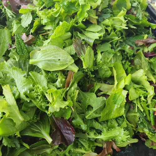 Baby mesclun mix-6oz