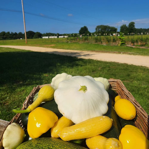 🌞 Mixed Summer Squash – 1 lb from 4G Farms — Huntsville Food Hub
