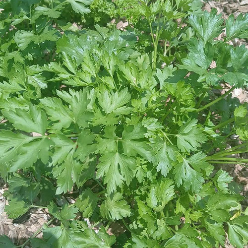 🌿 Fresh Parsley – 1 oz from 4G Farms — Huntsville Food Hub