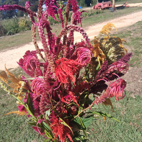 Celosia mix bouquet from 4G Farms — Huntsville Food Hub