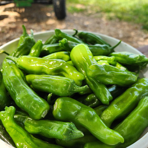 Shishito peppers-1lb from 4G Farms — Huntsville Food Hub