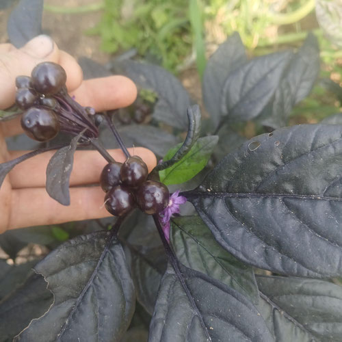 Black pearl pepper from 4G Farms — Huntsville Food Hub