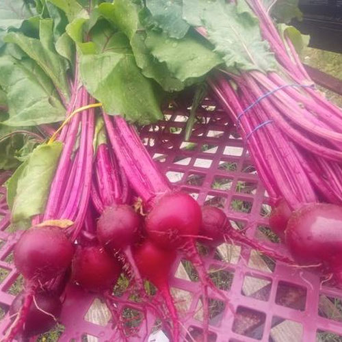 Red Beets with greens from 4G Farms — Huntsville Food Hub