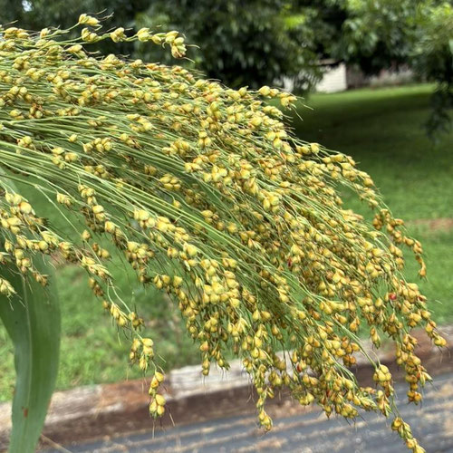 Broom Corn (Sorghum) bunch from Flower Child Maysville — Huntsville Food Hub