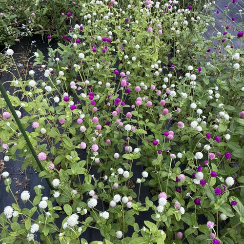 Gomphrena Bunch from Flower Child Maysville — Huntsville Food Hub