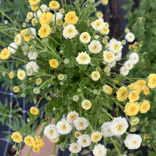 Feverfew Bouquet from Flower Child Maysville — Huntsville Food Hub