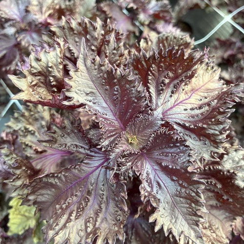 Shiso - Red from Flower Child Maysville — Huntsville Food Hub