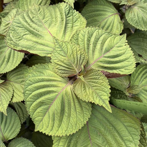 Shiso - Green from Flower Child Maysville — Huntsville Food Hub