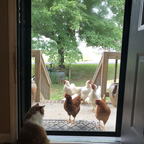 Farm Fresh Eggs - Pastured Free Range from Free Hearts Farm — Huntsville Food Hub