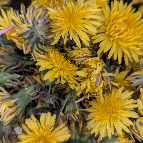 Floral Jelly -Dandelion