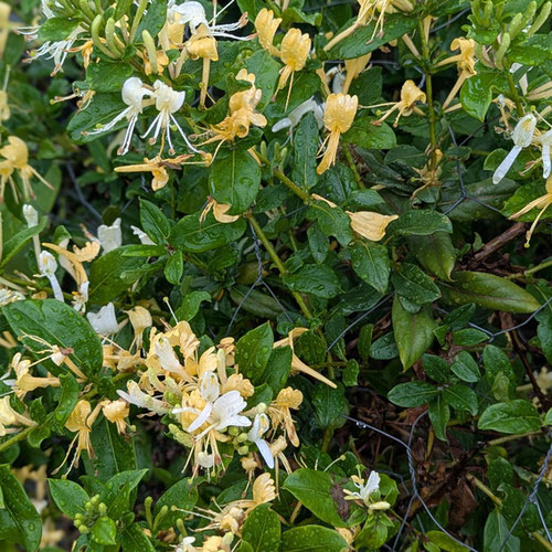 Floral Jelly -Honeysuckle from Harman Ridge Homestead — Huntsville Food Hub