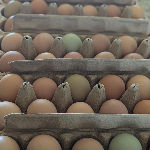 Small/Medium Homestead Eggs - Pastured - Non GMO/No Soy/No Corn