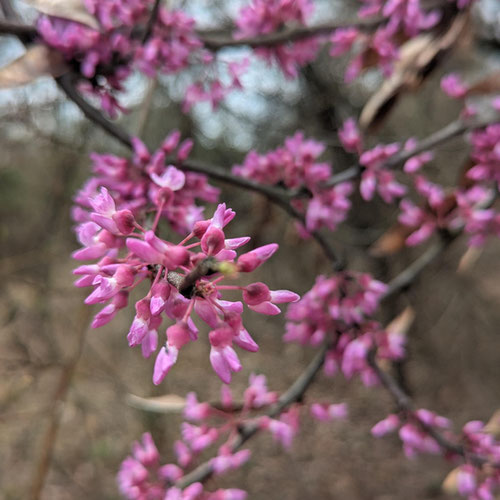 Floral Jelly - Redbud