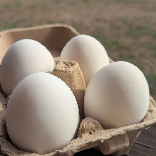 Geese Eggs