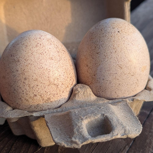 Turkey Eggs